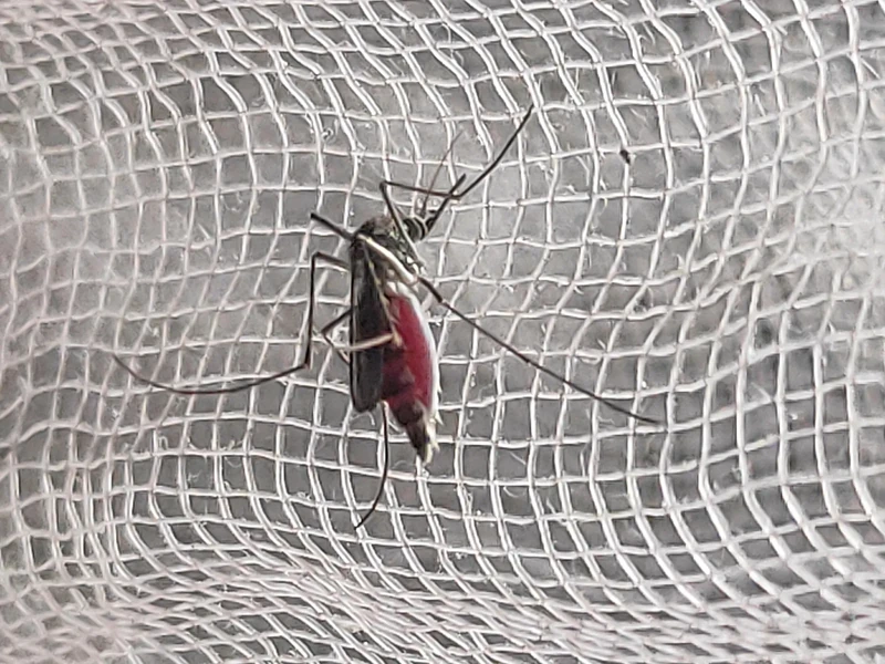 An Aedes aegypti mosquito, the primary vector for dengue, photographed in West Bengal, India; source: Wikimedia Commons
